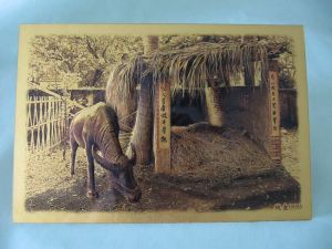 Gold card face version